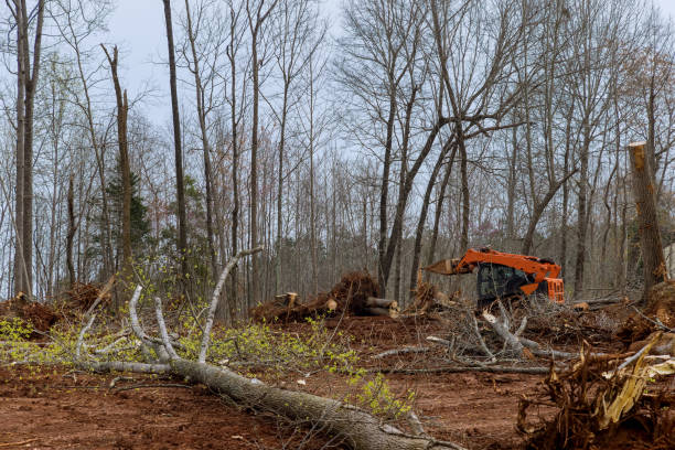 Trusted Rochester, WI Tree Care Experts